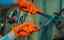 Load image into Gallery viewer, First Glove 8 Mil Orange Nitrile Gloves - BNM Health